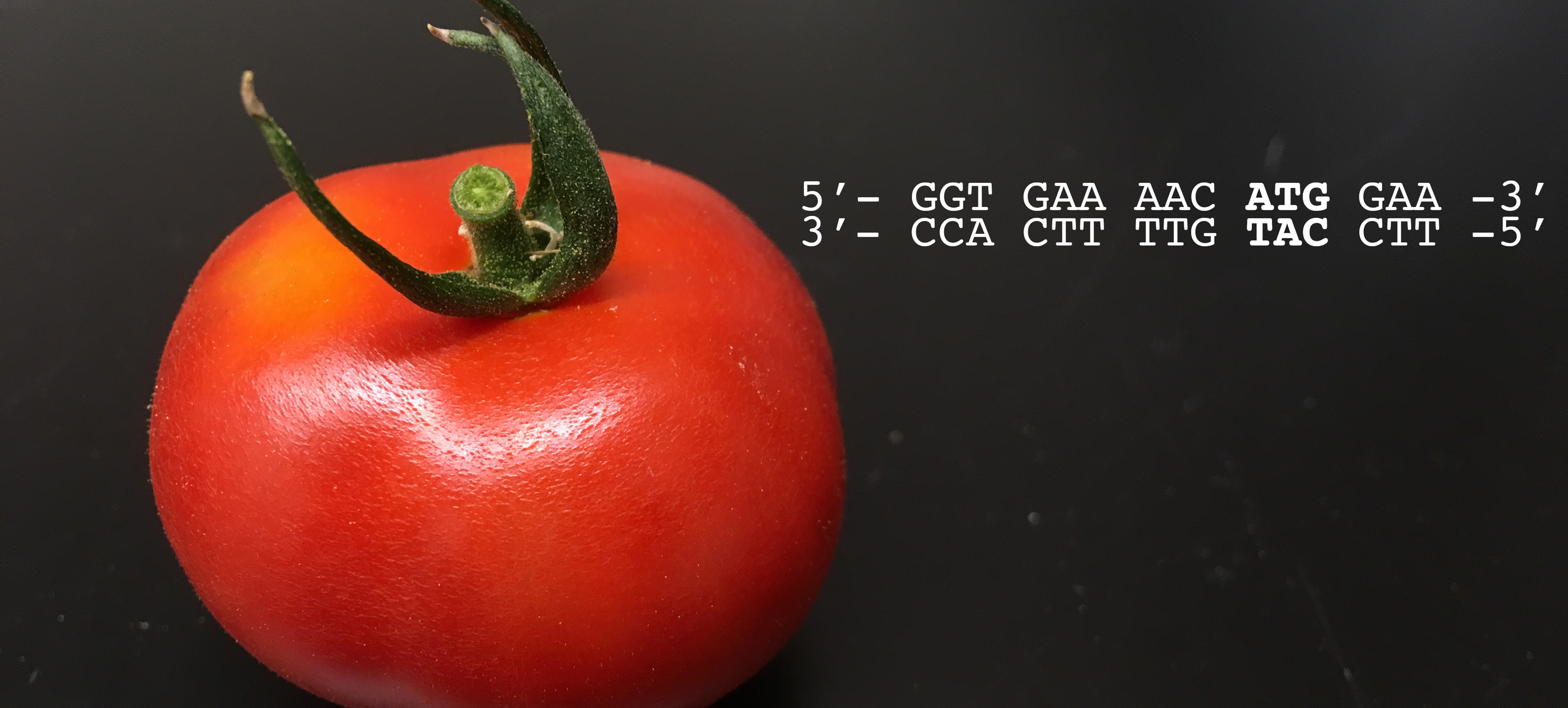 tomato and sequence