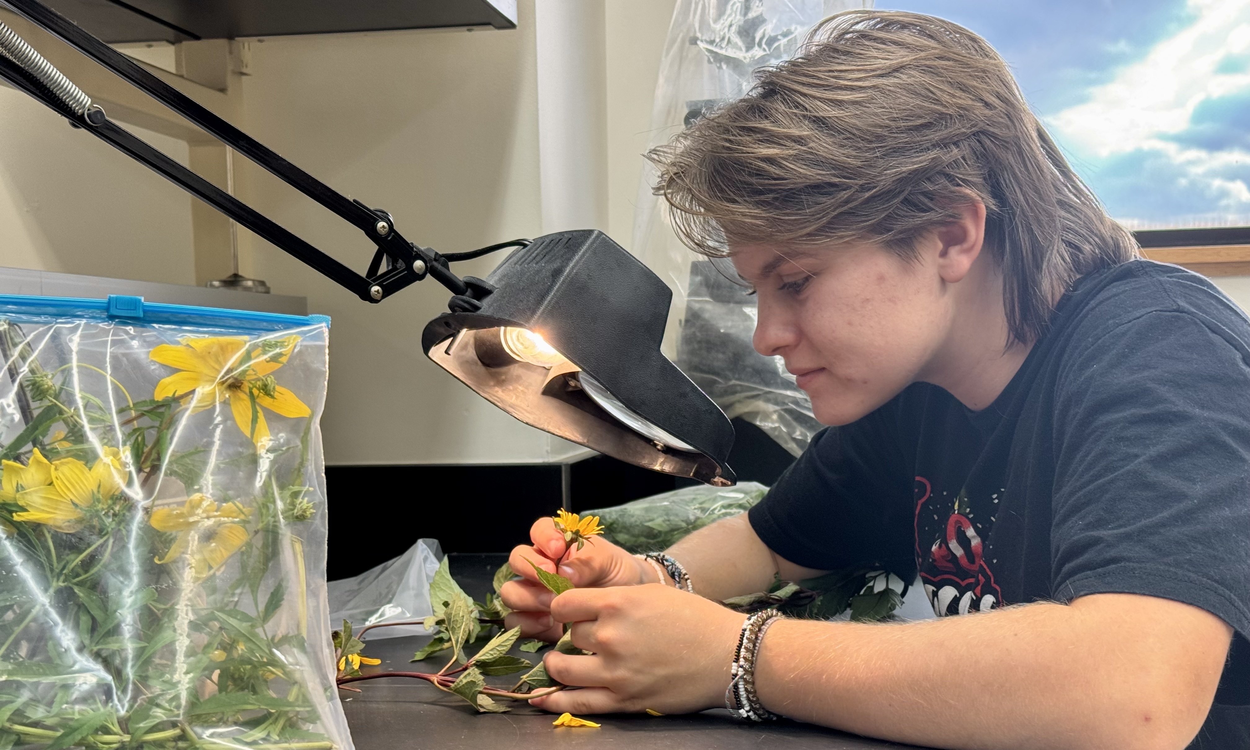 Alexandra observing Asteraceae flowers