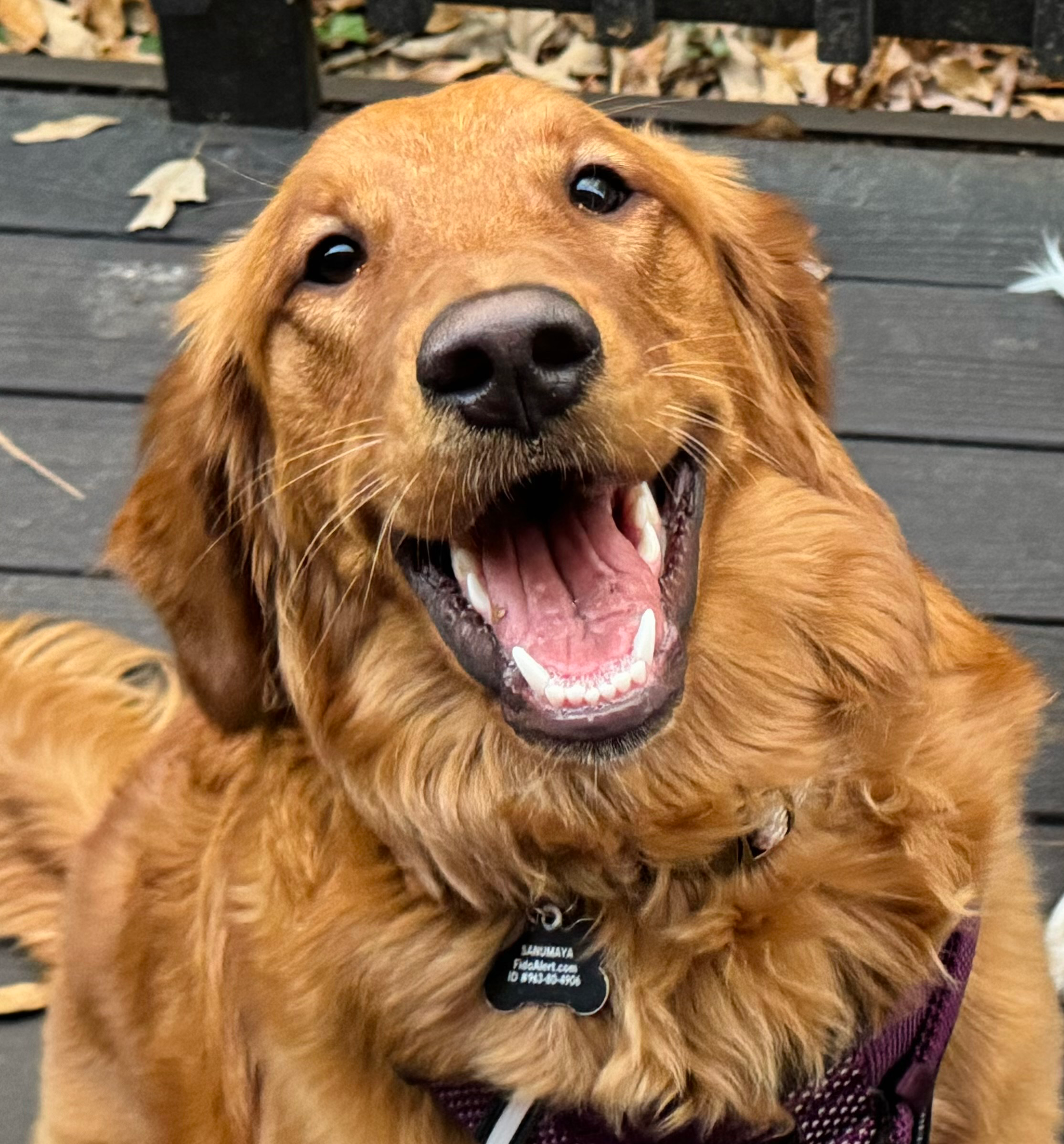 headshot of Sanumaya